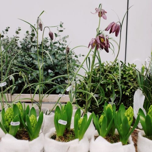 Jak założyć centrum ogrodnicze