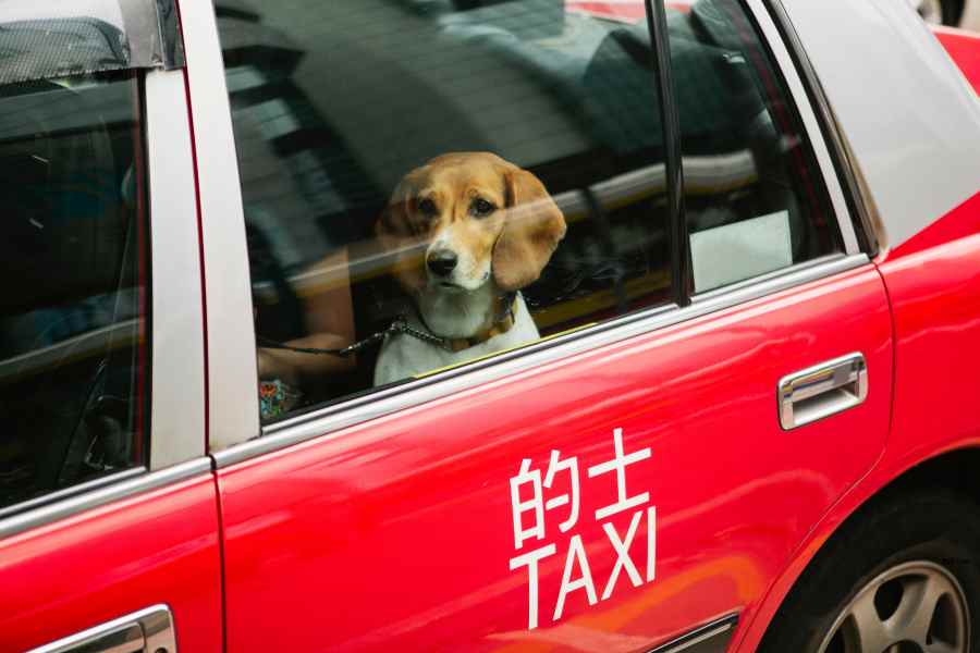 Pet taxi