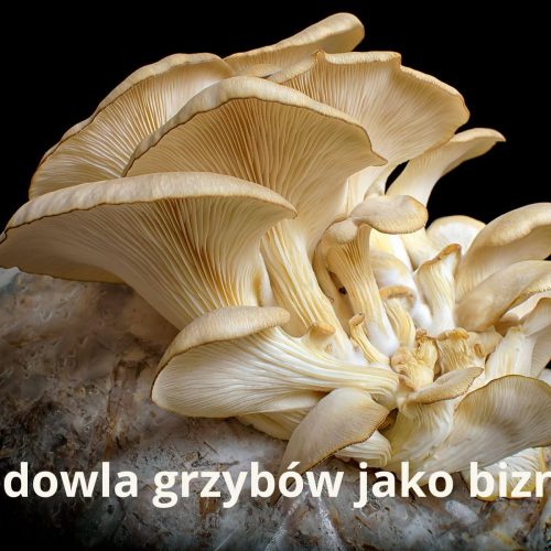 Hodowla grzybów jako biznes: podstawy, wymagania i możliwości rozwoju