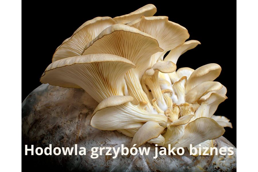 Hodowla grzybów jako biznes: podstawy, wymagania i możliwości rozwoju