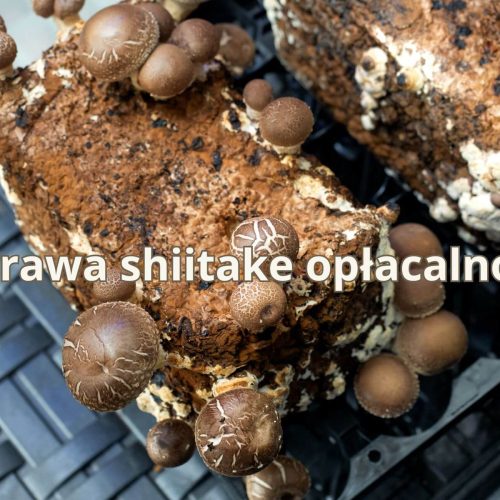 Uprawa shiitake opłacalność: na czym polega i od czego zależy zarobek?
