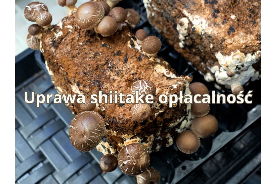 Uprawa shiitake opłacalność: na czym polega i od czego zależy zarobek?